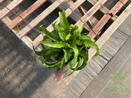 Hurricane Birdsnest Fern