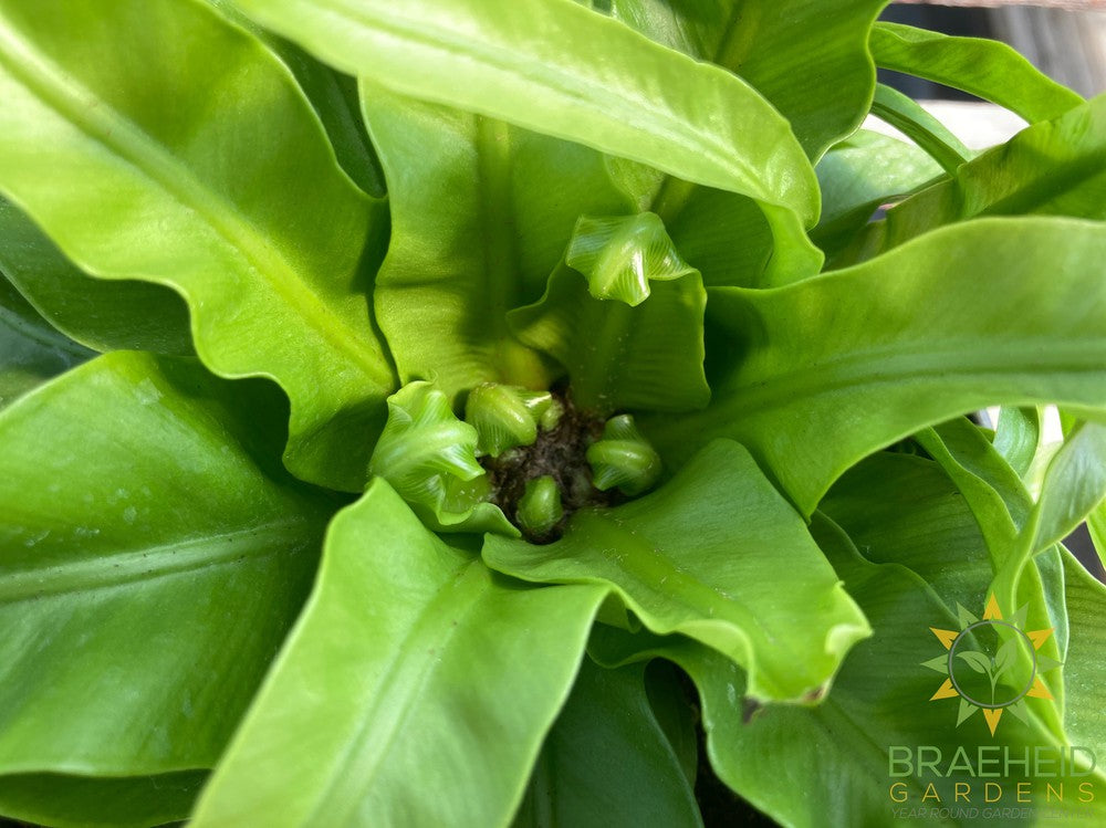 Hurricane Birdsnest Fern