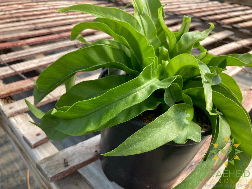 Hurricane Birdsnest Fern