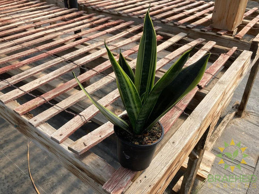 Sansevieria Gold Flame