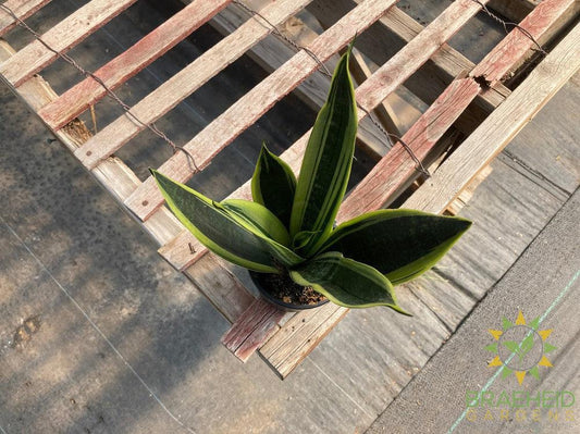 Sansevieria Gold Flame