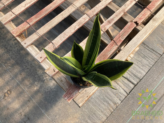 Sansevieria Gold Flame