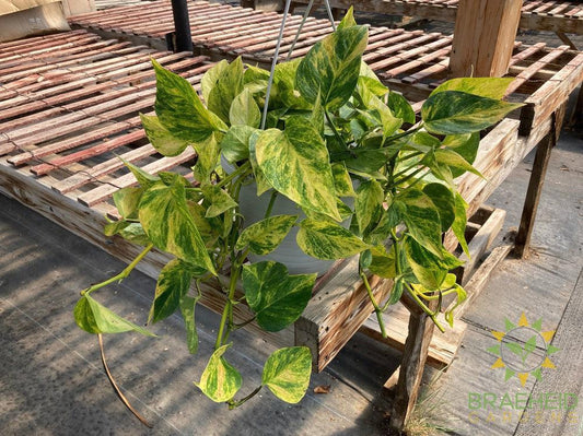 Neon Queen Pothos Hanging Basket