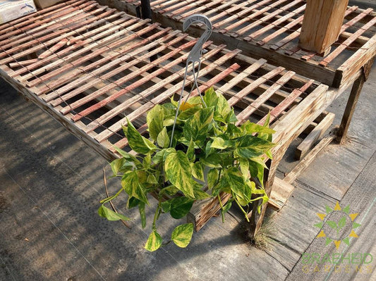 Neon Queen Pothos Hanging Basket