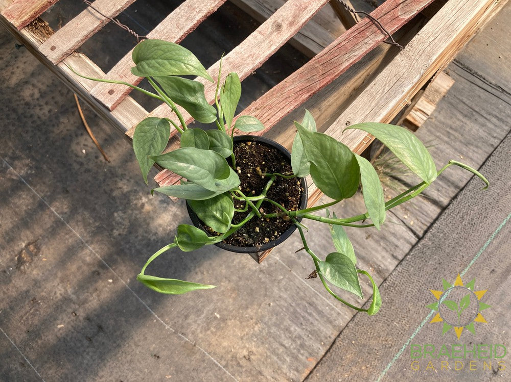 Cebu Blue Pothos