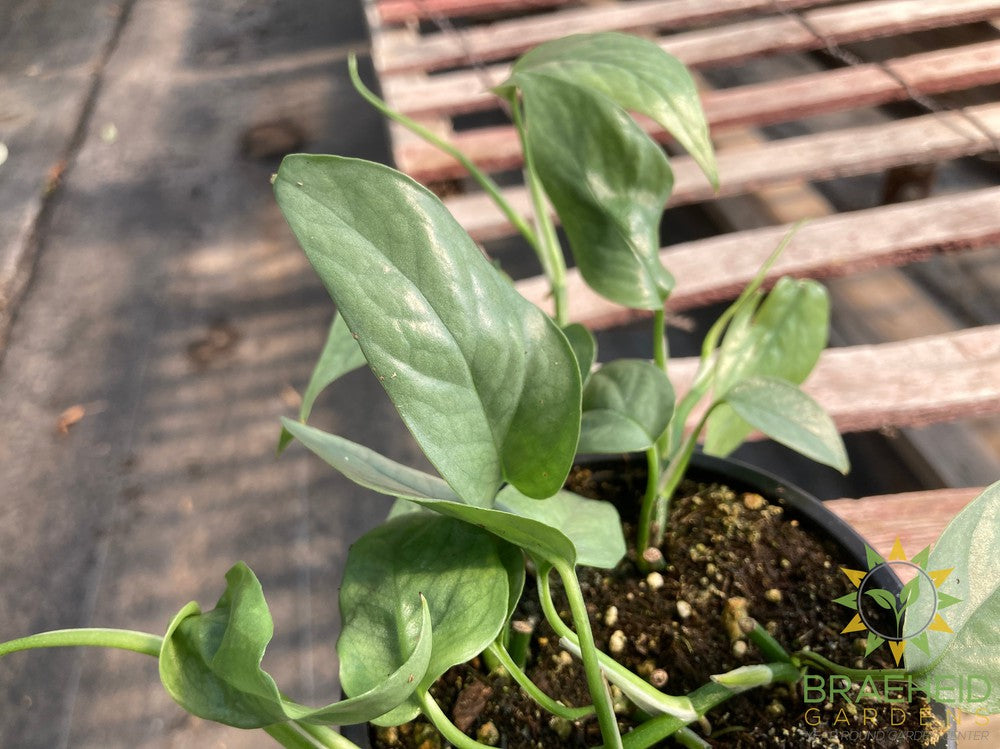 Cebu Blue Pothos