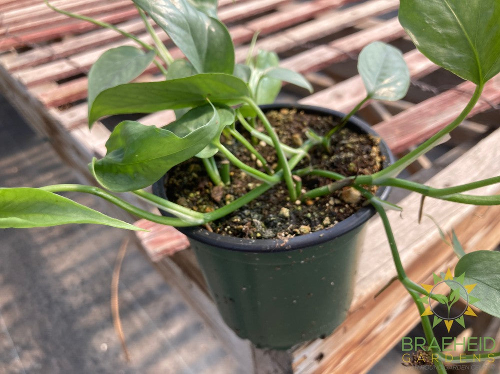 Cebu Blue Pothos