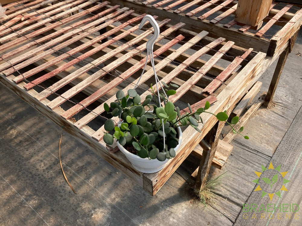 String of Coins Hanging Basket - Xerosicyos Danguyi