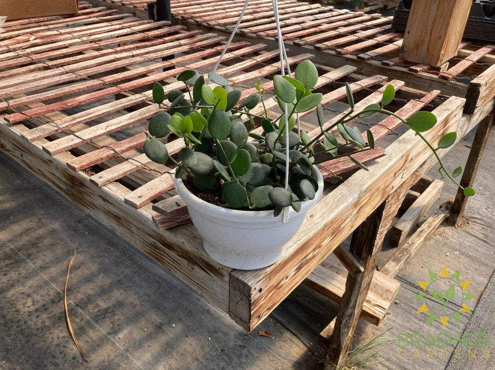 String of Coins Hanging Basket - Xerosicyos Danguyi