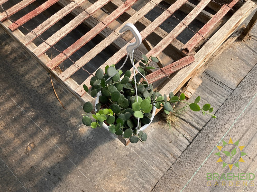 String of Coins Hanging Basket - Xerosicyos Danguyi