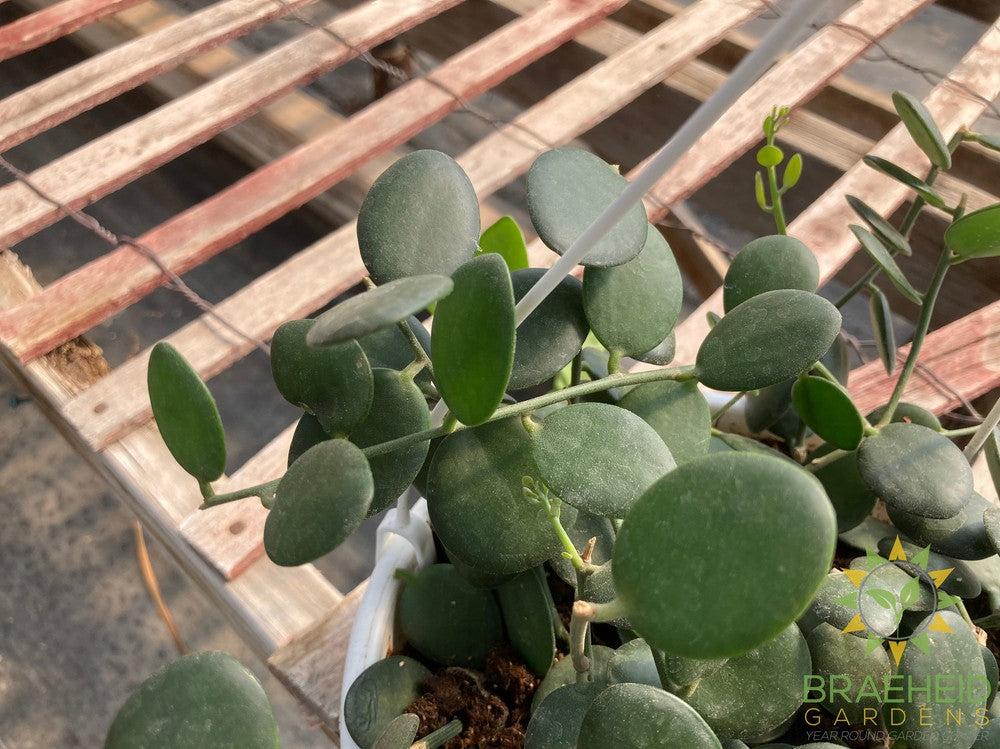 String of Coins Hanging Basket - Xerosicyos Danguyi