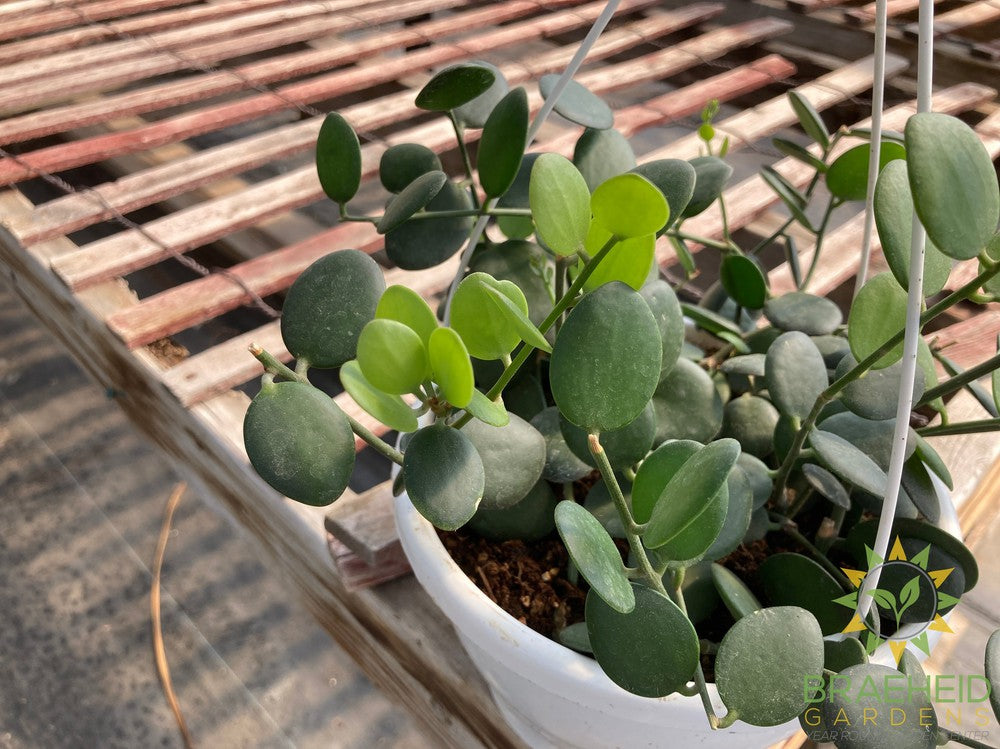 String of Coins Hanging Basket - Xerosicyos Danguyi