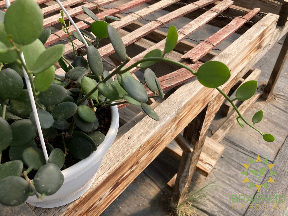 String of Coins Hanging Basket - Xerosicyos Danguyi