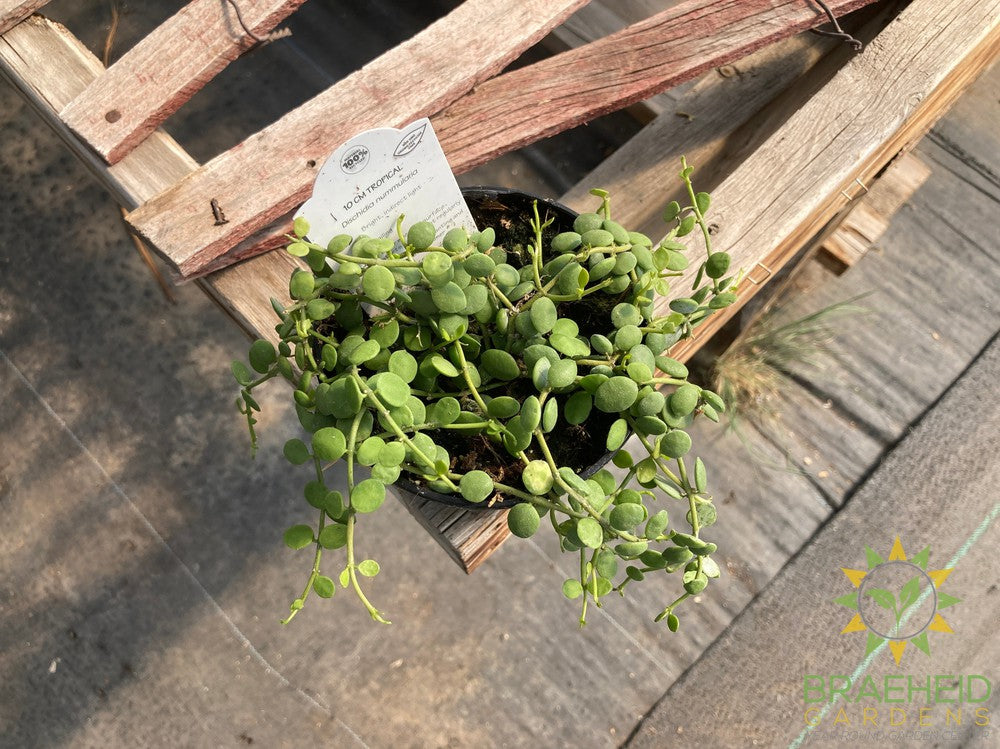 String of Nickles Dischidia Nummularia