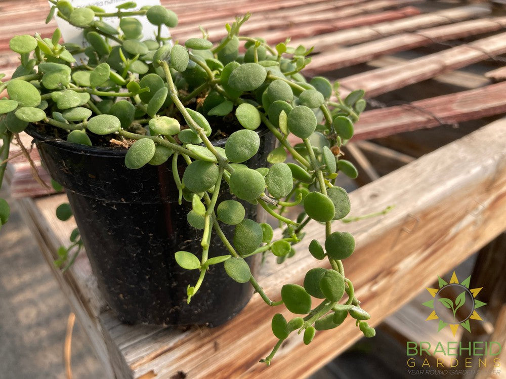 String of Nickles Dischidia Nummularia