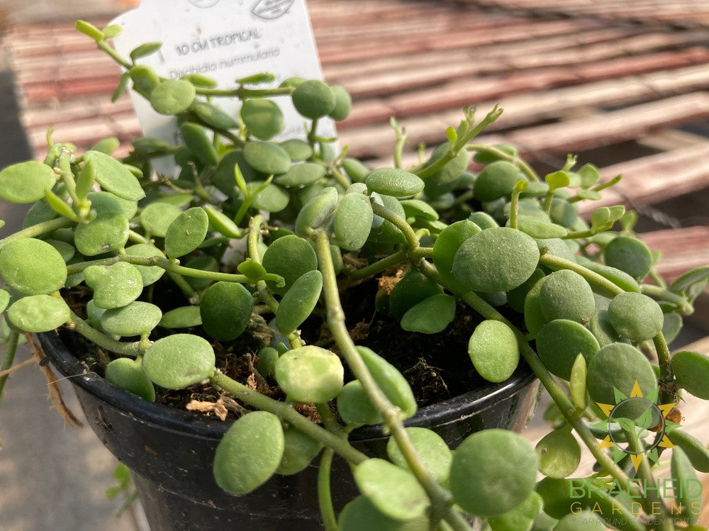 String of Nickles Dischidia Nummularia