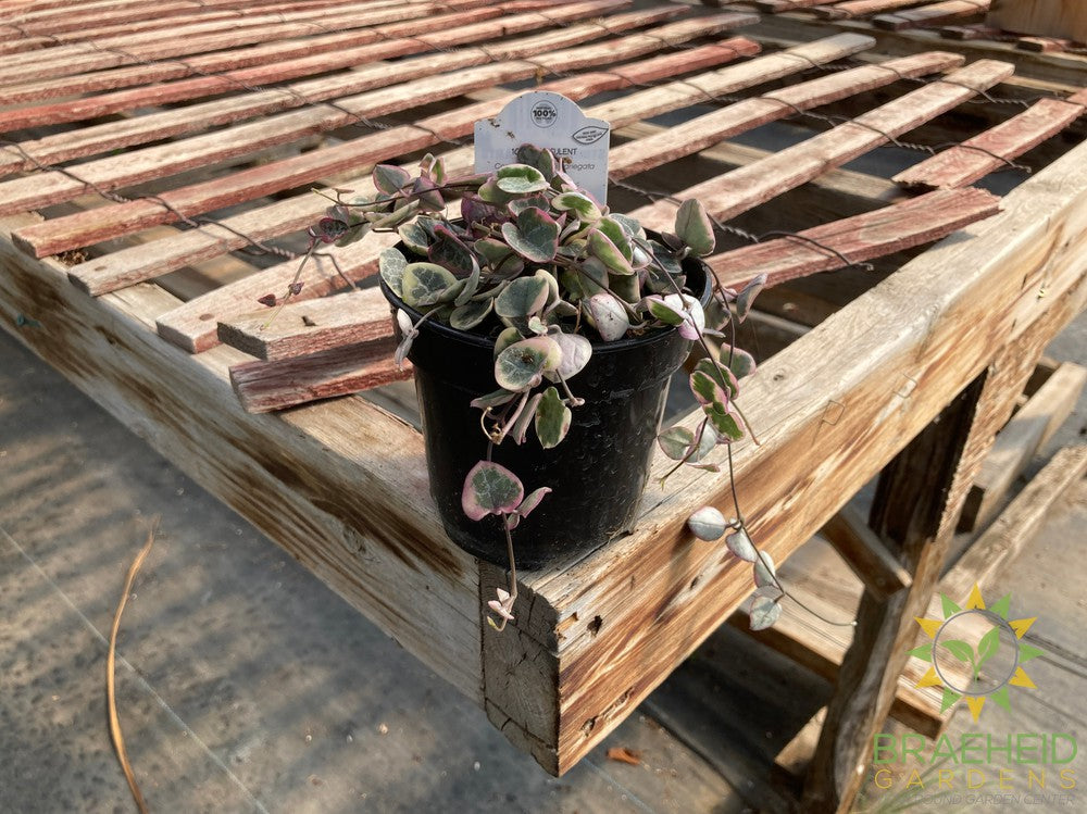 Variegated String of Hearts