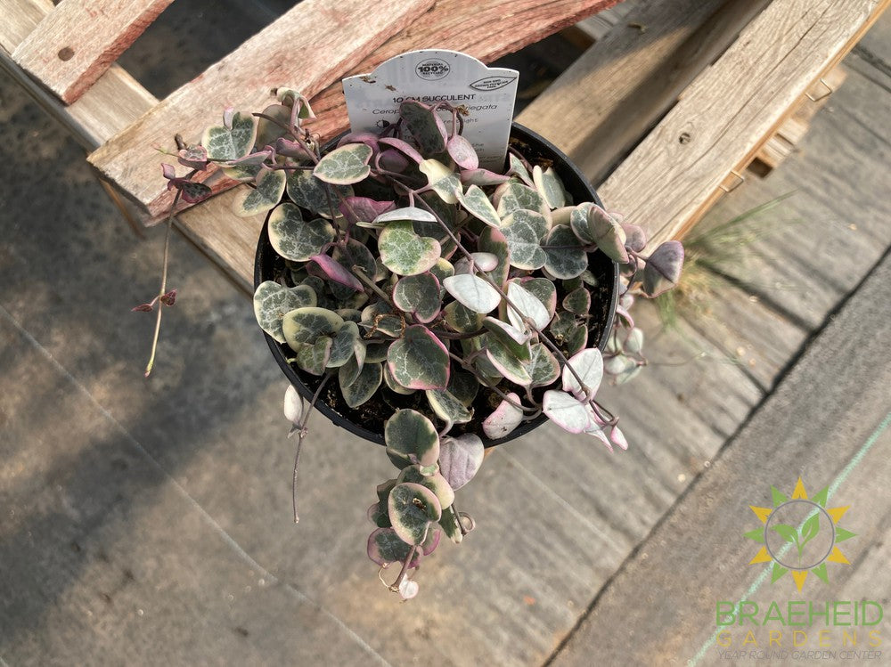 Variegated String of Hearts