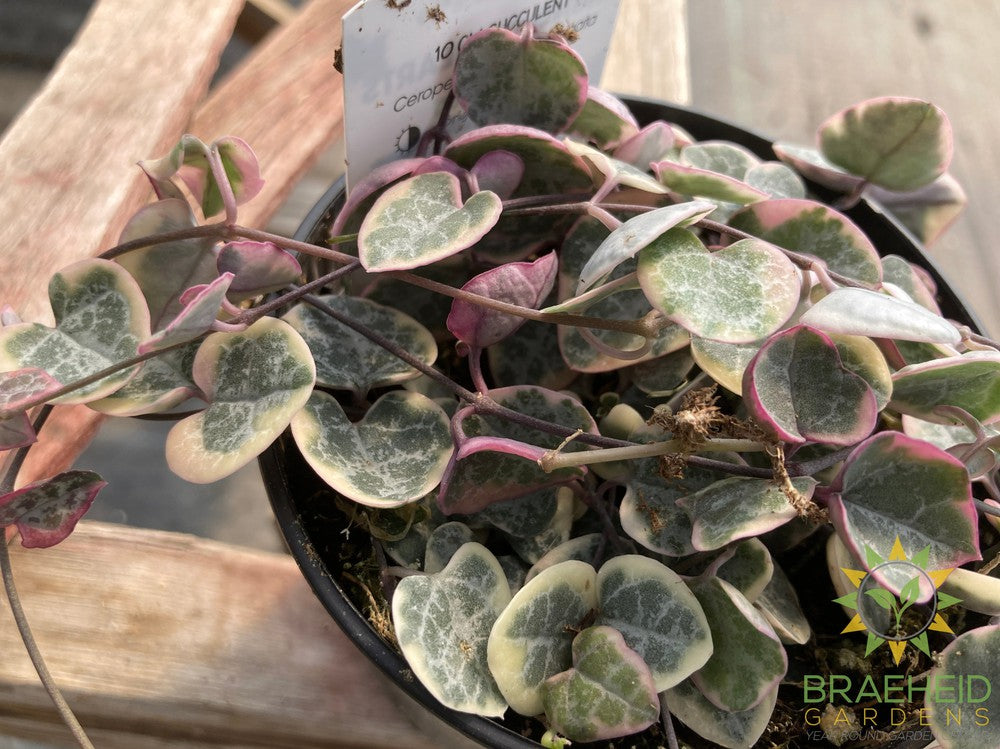 Variegated String of Hearts