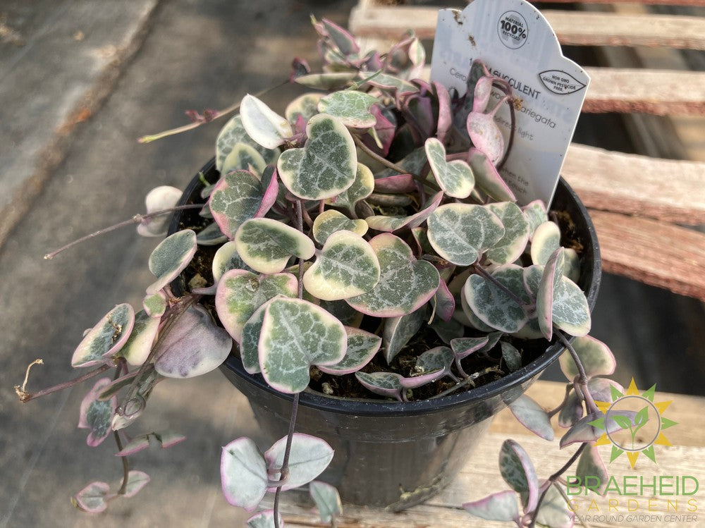 Variegated String of Hearts