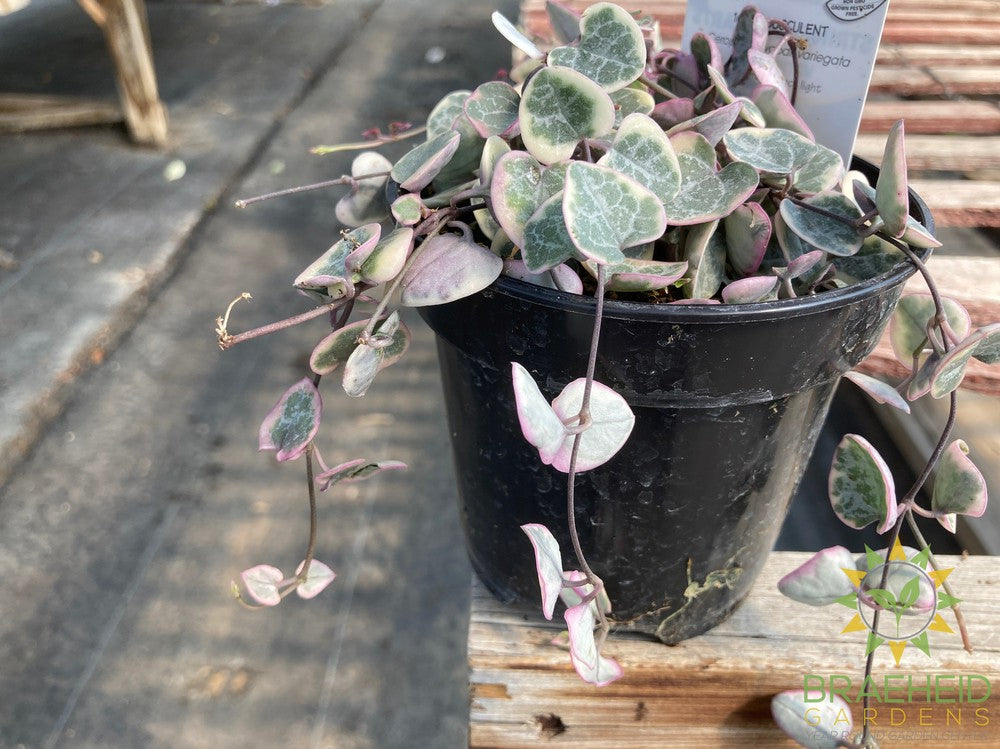 Variegated String of Hearts