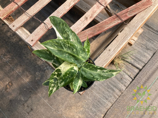 Philodendron Jose Buono Variegated