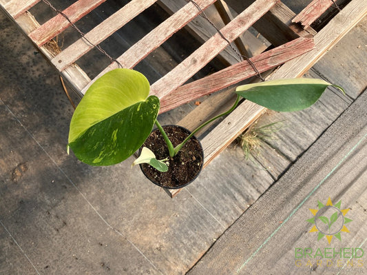 Monstera Aurea Variegated