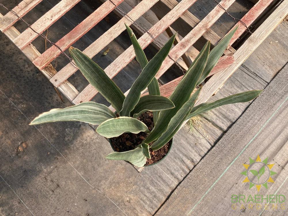 Sayuri Sansevieria