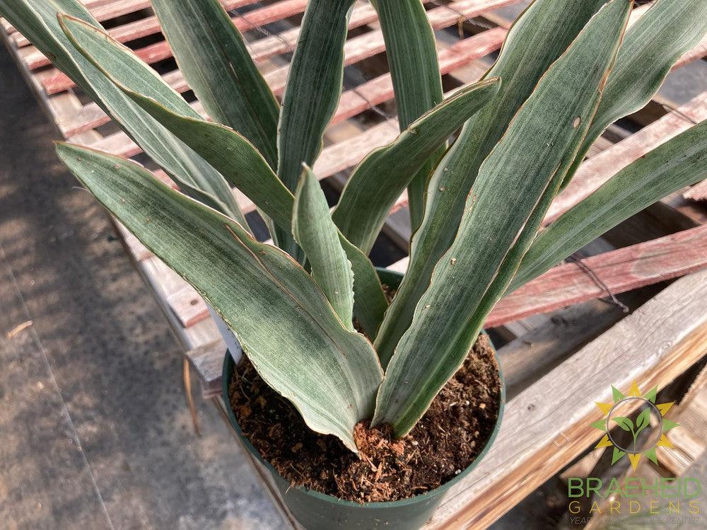 Sayuri Sansevieria