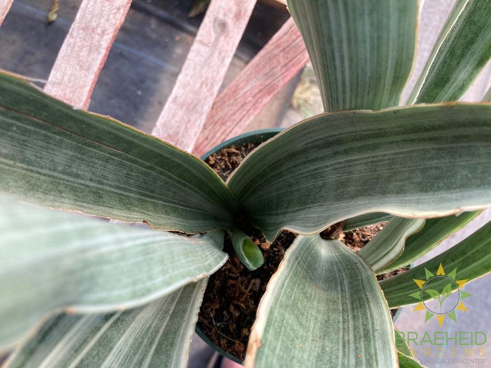 Sayuri Sansevieria