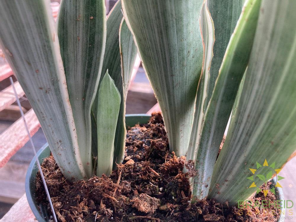 Sayuri Sansevieria