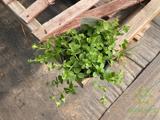 Peperomia Deppeana