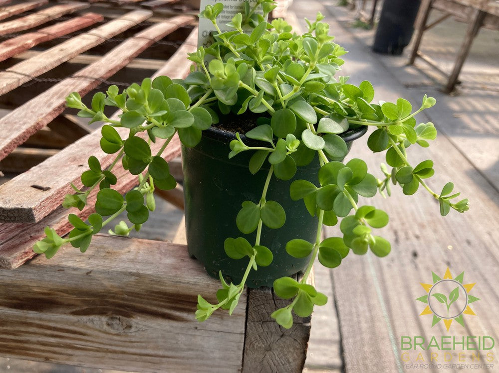 Peperomia Deppeana