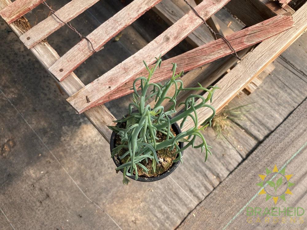 Senecio Blue Dolphin