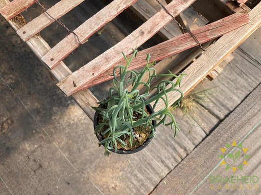 Senecio Blue Dolphin