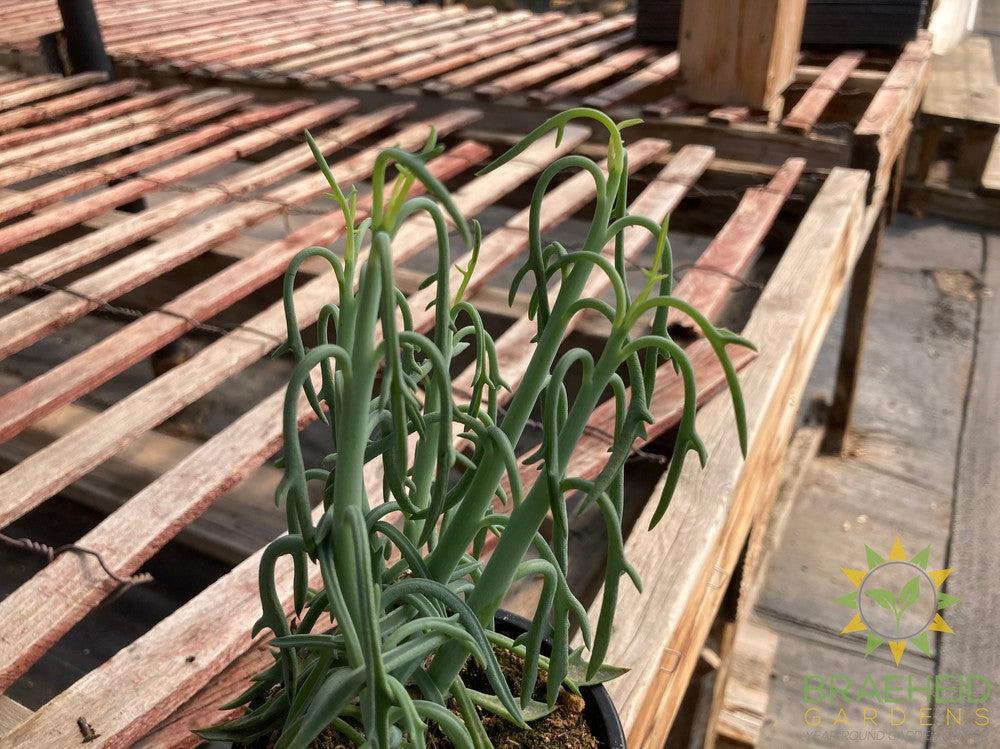 Senecio Blue Dolphin