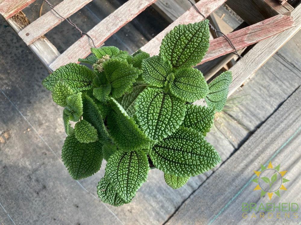 Pilea Moon Valley