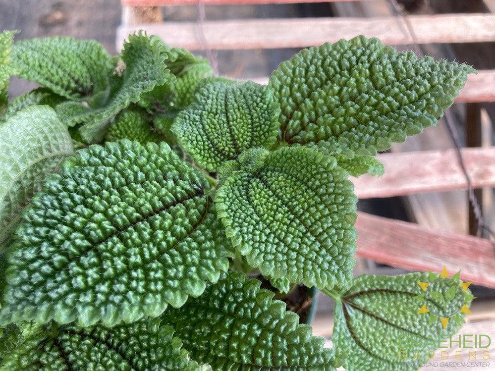 Pilea Moon Valley