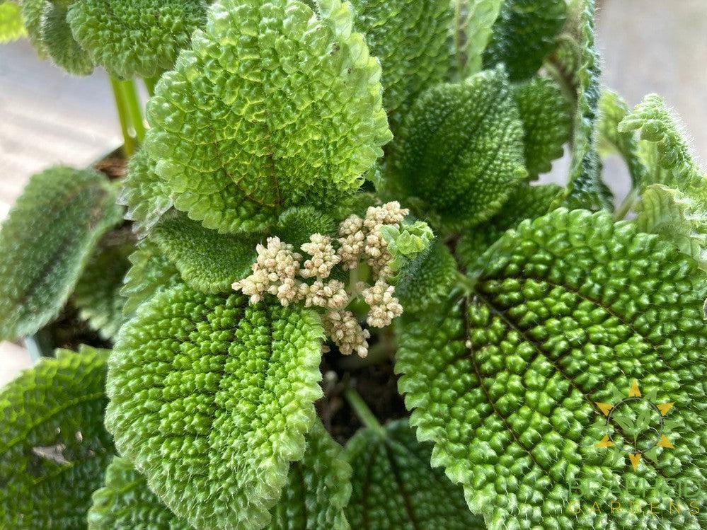 Pilea Moon Valley