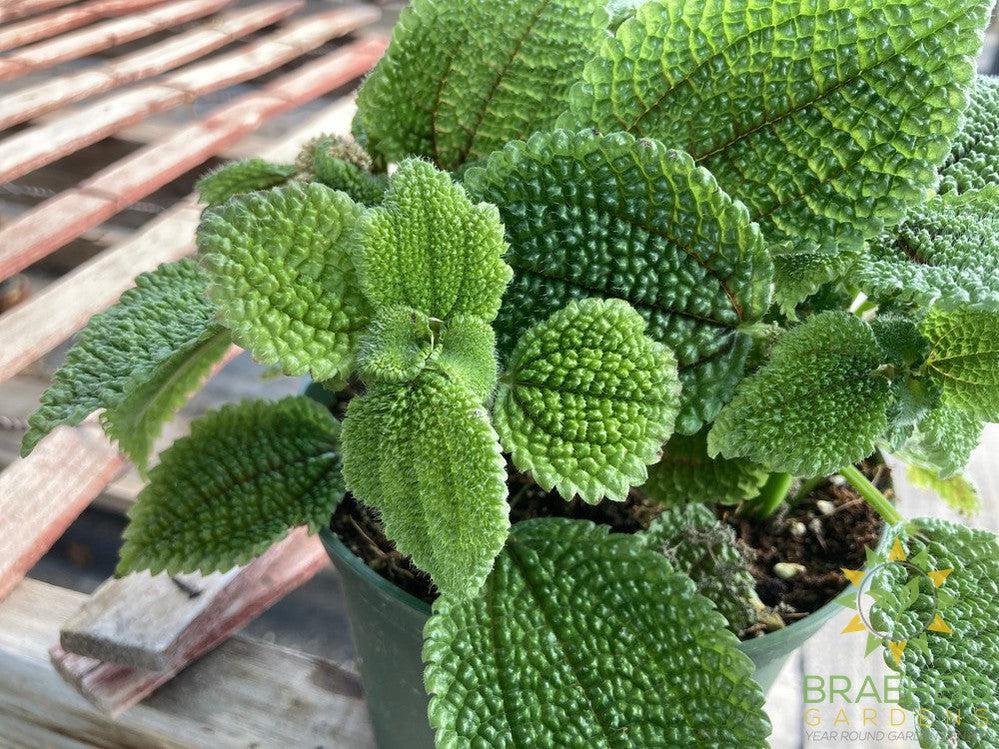 Pilea Moon Valley