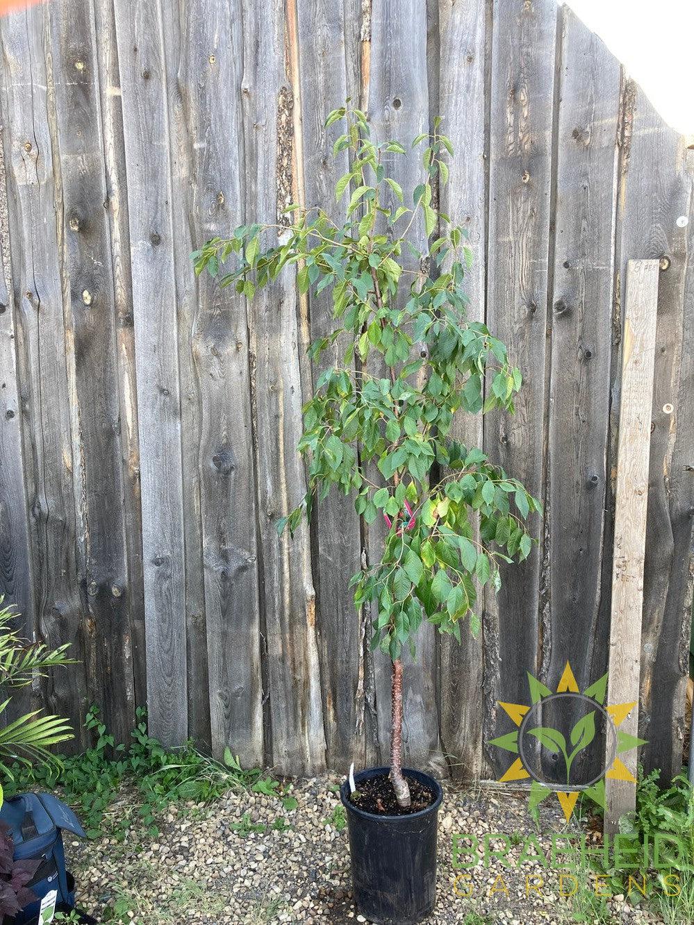 Evans Sour Cherry Tree- Tree for sale, Grown in Grande Prairie -Braeheid Gardens Ltd. on Emerson Trail