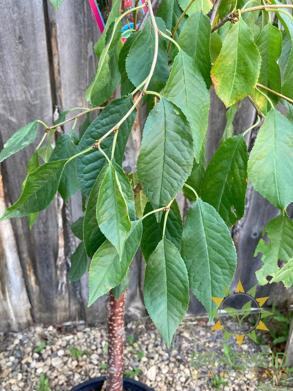 Evans Sour Cherry Tree- Tree for sale, Grown in Grande Prairie -Braeheid Gardens Ltd. on Emerson Trail