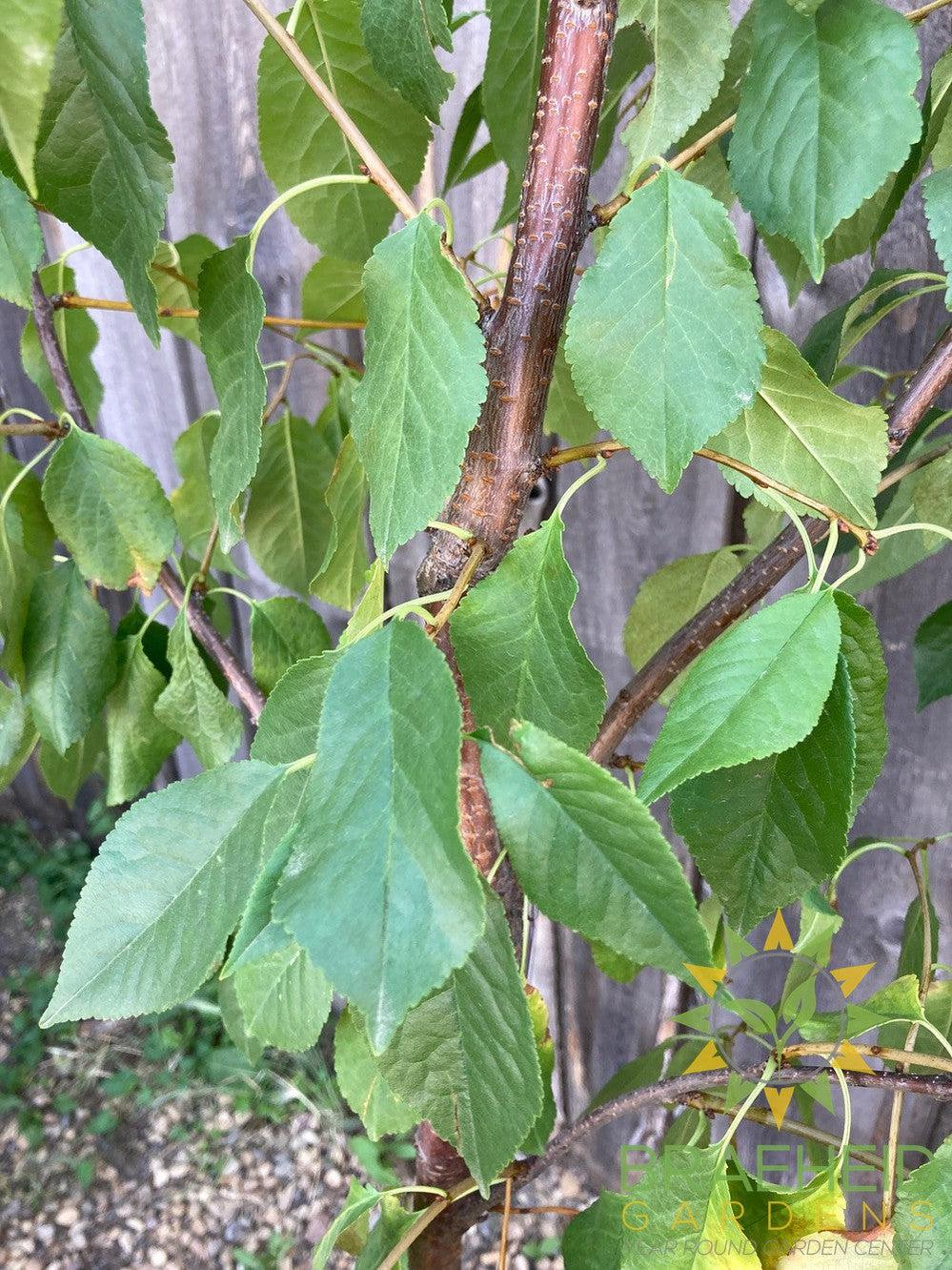 Evans Sour Cherry Tree- Tree for sale, Grown in Grande Prairie -Braeheid Gardens Ltd. on Emerson Trail