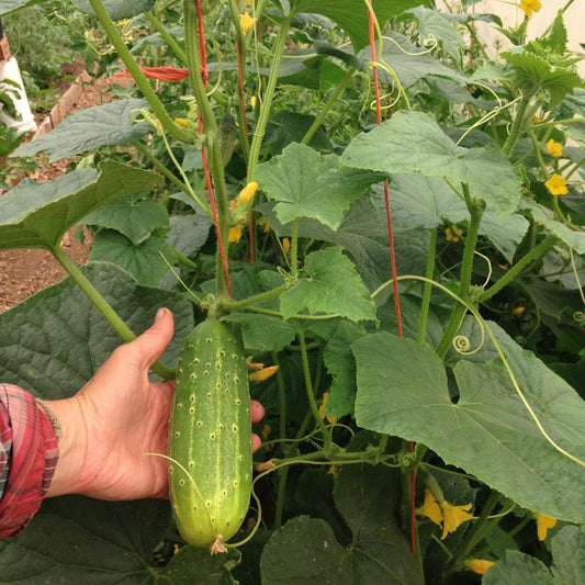 Pickling Cucumber