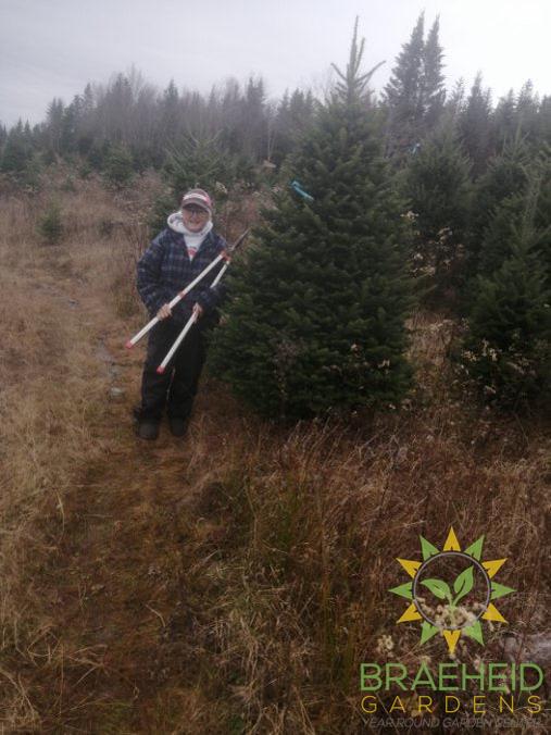 Nancy Hart - Tree farm Owner preparing a balsam fir Christmas tree for transport