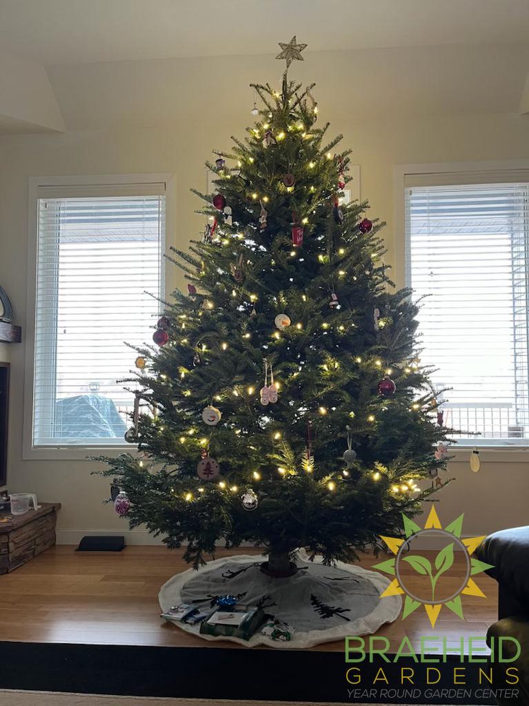 Premium real balsam fir Christmas tree displayed with holiday decorations