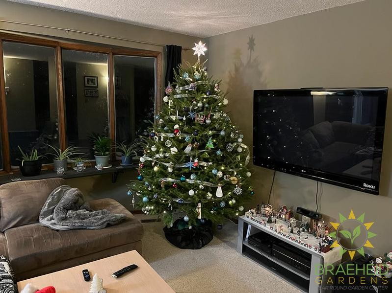 Canadian balsam fir Christmas tree set up indoors and decorated for Christmas