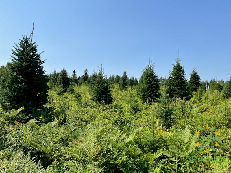 Nova Scotia Christmas tree farm growing premium balsam firs for holiday season