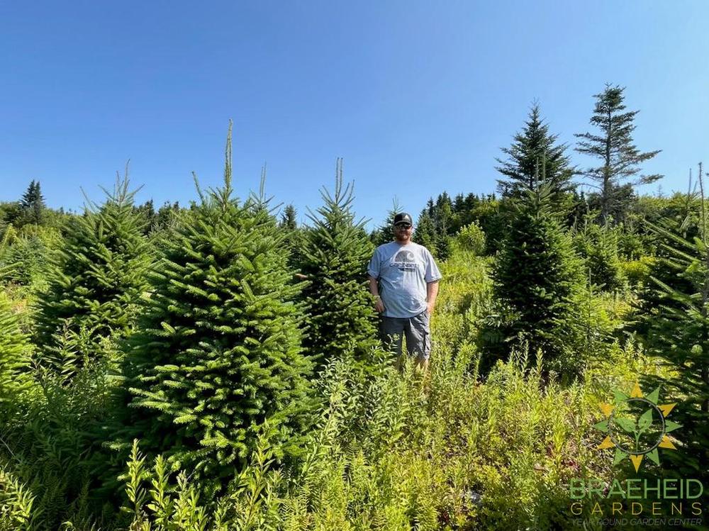 Premium Canadian Balsam Fir Christmas Trees