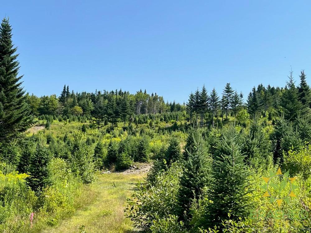 Premium Canadian Balsam Fir Christmas Trees